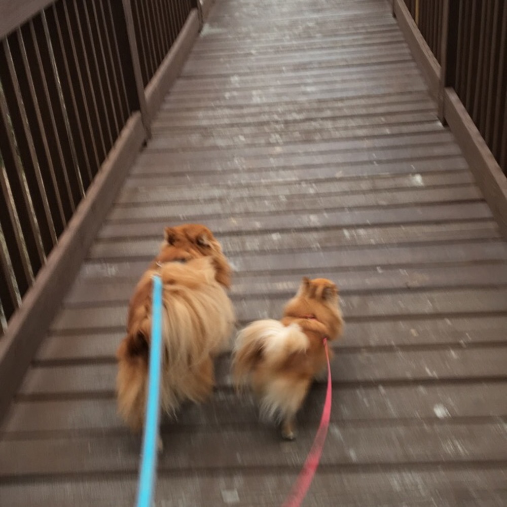 Meet your Posher, Lita